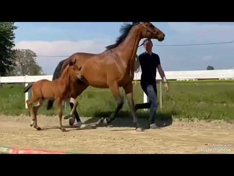 Dressage colt *2023 for sale!! Hannoverian colt by Las Vegas - Dancier