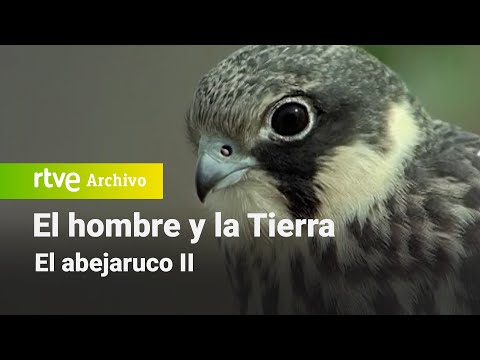 El hombre y la tierra: Chapter 54 - The Bee-eater II | RTVE Archivo