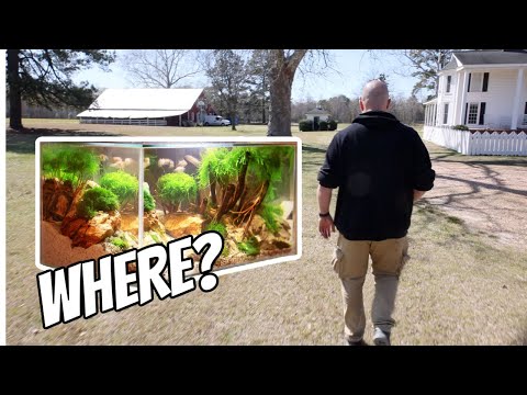 Where To Place An Aquarium, Top Tips To Consider