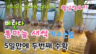 마늘새싹 페트병으로 간단히 키우는법 월날쌈 요리까지 How to grow garlic with a plast…