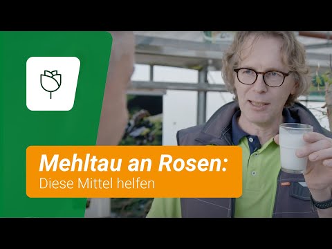 Mehltau an Rosen bekämpfen: Diese Mittel helfen