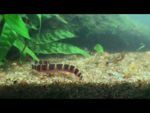 Kuhli Loach — všetko o chove, kŕmení a akváriu pre sumčeka kuhli