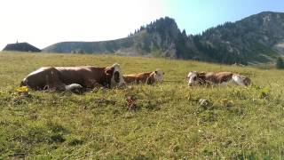 preview picture of video 'Zufriedene Kühe an der Rauhkopfhütte am Spitzingsee südlich von München'