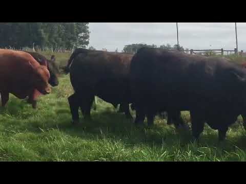 Planteleros Modelo y Rubeta - Frigorífico Modelo 2017