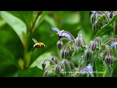 ポリジの花を訪れるコマルハナバチ