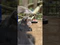 Michael Jackson's Pet Chimp Named Bubbles Turns 40 $25,000 Per Year 😳🦧#shorts
