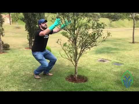 APLICAÇÃO EM FRUTÍFERA - SUPERGARDEN