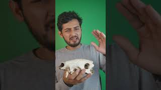 O Catitu está virando praga e ninguém fala sobre isso