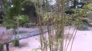 The Faith That Comes From You   B J Thomas