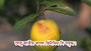 লেবু জাতীয় ফসলের পাতা হলুদ হওয়ার কারণ ও প্রতিকার