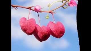 Jesse Cook - Dance Of Spring