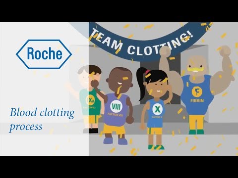 Die Blutgerinnung
