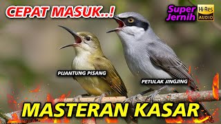 Download lagu MASTERAN KASARAN VIRAL | PIJANTUNG PISANG VS PETULAK JINGJING mp3