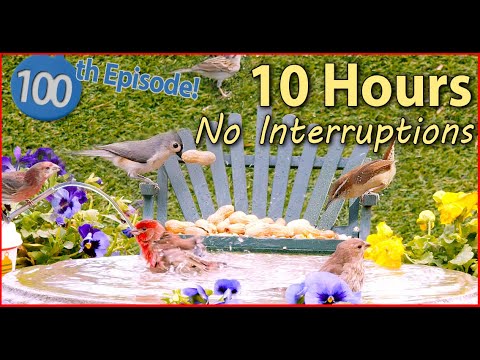 10 Hours 😻 Cat TV  No Ad Interruptions! 🐦 @LensMyth Bluebirds and Songbirds Video for Cats