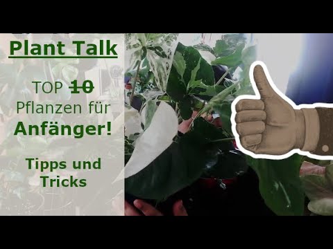 , title : '🌱 Plant Talk - Pflanzen für Anfänger 🌱'