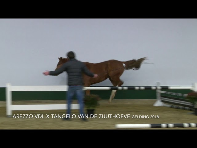 Narcos VDL Jumping