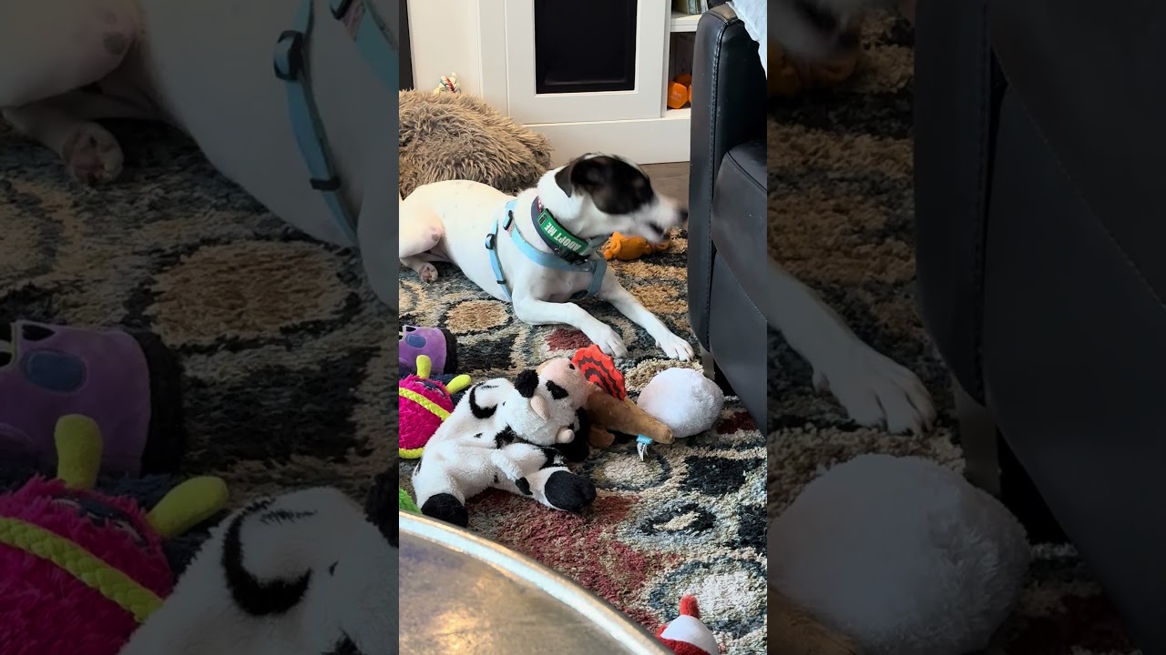 Zoe, a ADOPTABLE mixed breed video 6/6