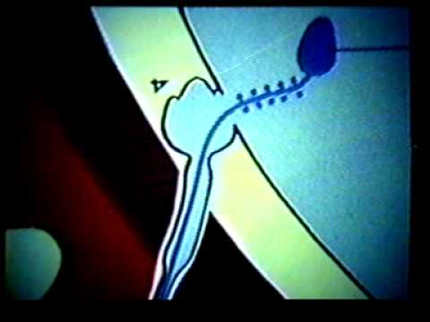 Dr Eduardo Kremenchutzky - Embriología humana