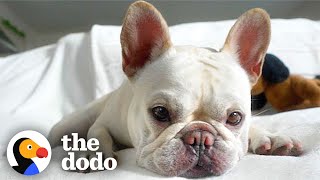 My French Bulldog Is A Thief and Keeps Stealing Our Loofahs [Advertiser Content From Blue Buffalo] by The Dodo