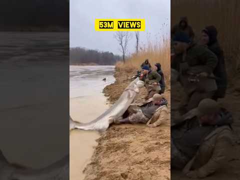 Fisherman tries a friendly touch, the giant catfish attacks!!!