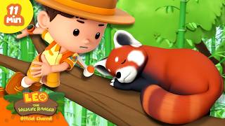 Download lagu TRY NOT TO DISTURB THE SLEEPING RED PANDA! | Leo the Wildlife Ranger | Learning Animal Cartoons mp3