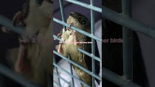 Did You Know This About Chimney Swifts?