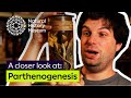 Virgin Births In The World Of Vertebrates A Closer Look At Parthenogenesis