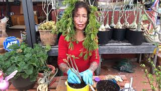 Desert rose how to save after root rot