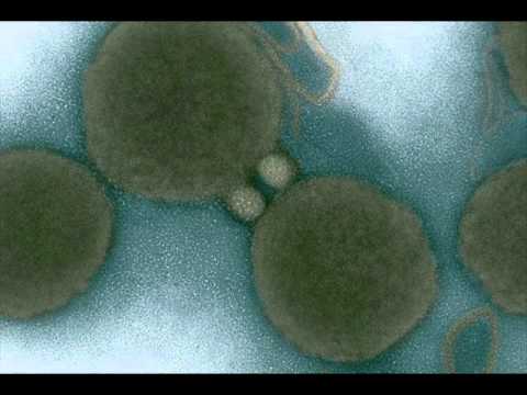 Nova - Stvoren iz vode