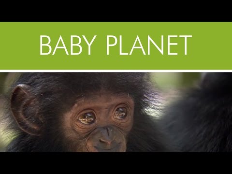 Das Wunder des Lebens - Baby Planet (2013) [Dokumentation] | Film (deutsch)