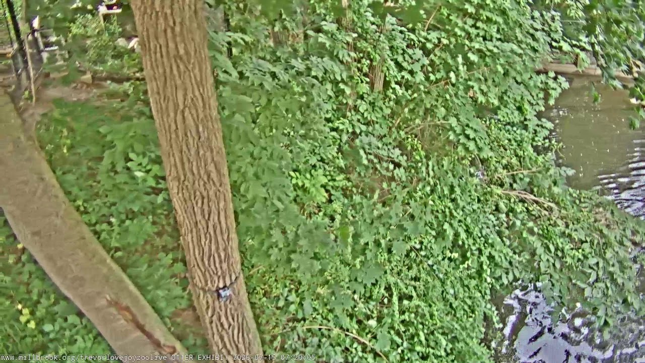 Live webcam view of River Otters at Trevor-Lovejoy Zoo