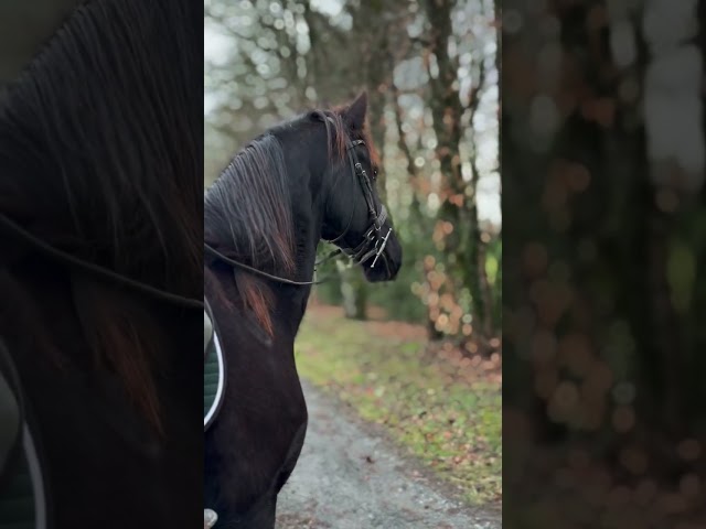 Superbe jument Frison sport 7 ans