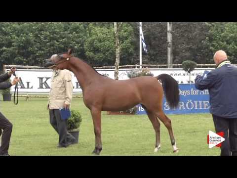 N.103 MELODY J - Ströhen 2015 B-Show - Yearling Fillies (Class C)