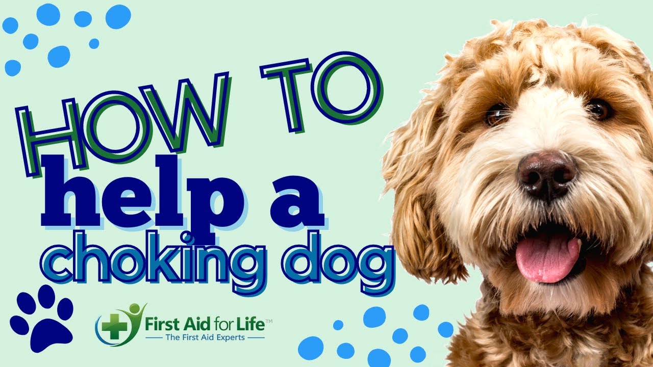 How To Help a Choking Dog - YouTube