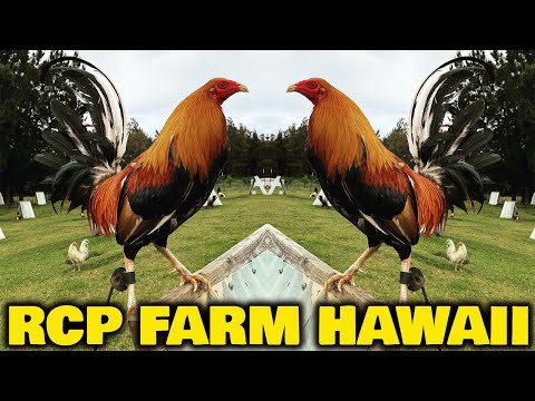 Naejol Roundhead Roger Tabac RCP FARM Hawaii - Beautiful Birds