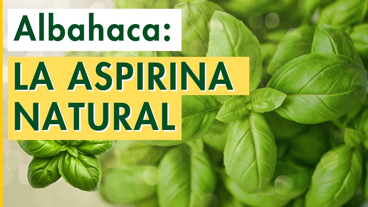 ¿Qué Pasa En Tu Cuerpo Cuando Consumes ALBAHACA?