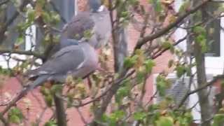 preview picture of video 'Columba palumbus'