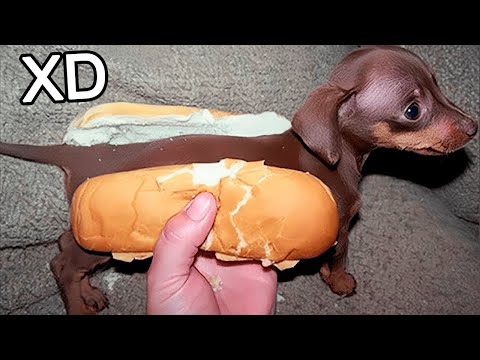 SI TE RÍES PIERDES NIVEL DIOS 😂🤣 [999.99 IMPOSIBLE NO REÍRSE] 🚨 Videos De Risa Muy Graciosos