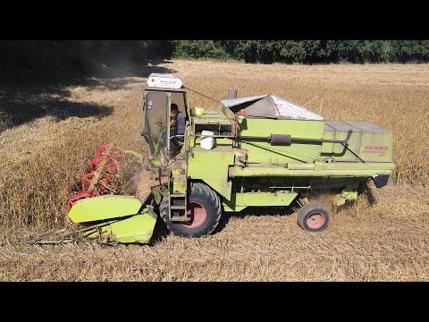 Les premières CLAAS DOMINATOR : MOISSON de Millet à l'ancienne 🌾