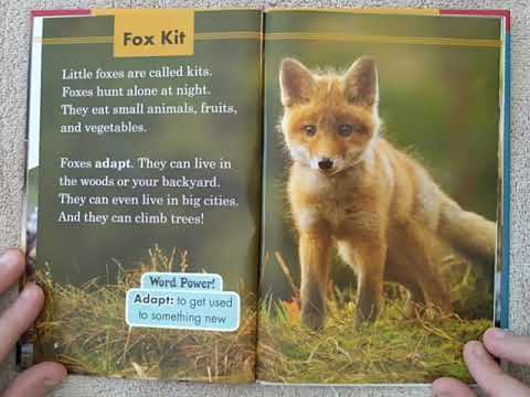 Fox Kit - Baby Animals