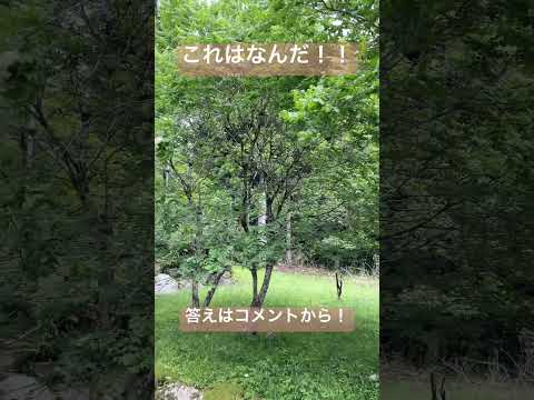 自然薬局：薬草園に絶対に入れておきたい、自分を癒す20の植物  庭園