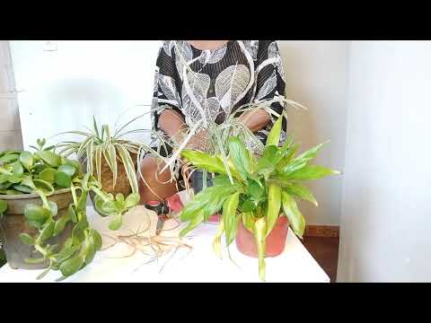 Salvando minhas plantinhas.