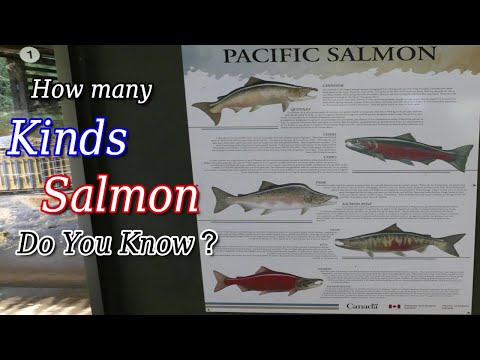 There are 5 kinds Salmon Species from the Pacific Ocean / Vancouver BC Canada Travel Guide Oct