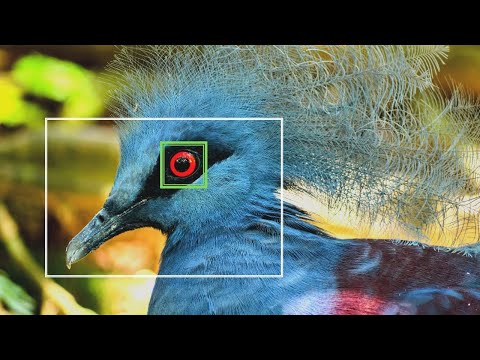 Bird Detection AF - How Effective Is It?
