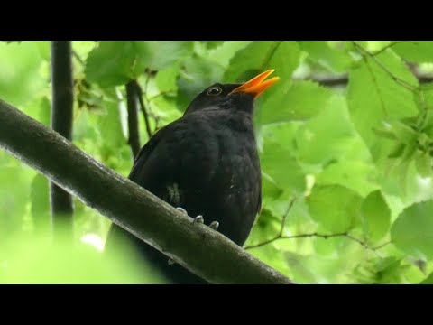Song and calls of the Blackbird | Birds of Croatia | Relax with the beautiful song of Blackbird ▶️4K