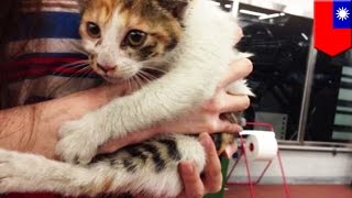 Amazing cat rescue: Man has his Mercedes dismantled to free trapped pussy - TomoNews