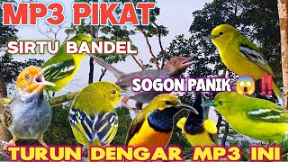 Download lagu MP3 PIKAT Sirtu nyerecet Dahsyat ❗ Suara Sogon Panik dan Prenjak Starter Ampuh Untuk Burung Bandel mp3 Download lagu MP3 PIKAT Sirtu nyerecet Dahsyat ❗ Suara Sogon Panik dan Prenjak Starter Ampuh Untuk Burung Bandel mp3