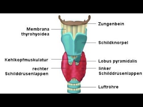 Schilddrüse / glandula thyreoidea  ein kleines Organ mit großer Wirkung
