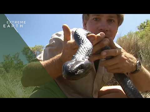 Steve Irwin Encounters the Deadliest Snakes on Earth (Animal Documentary)