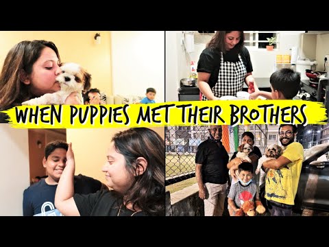 When Puppies Meet Their cousins | Sunday Fun With My Puppies and Nephews Video